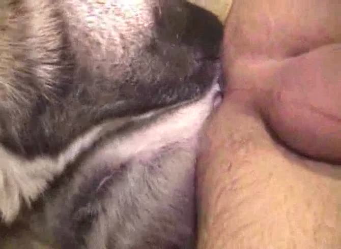 American dude with a small dick is getting fucked by his dog - Zoo Porn Dog Sex, Zoophilia 